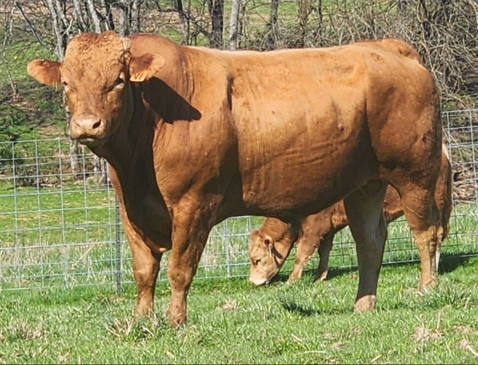 BMR Mr. Tamamaru 60E ET, a red Akaushi herd bull