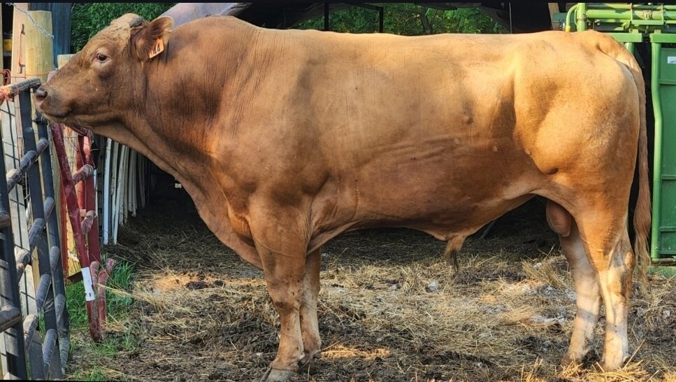 Herd sire BMR Mr. Tamamaru 60E ET, fullblood red Wagyu (Akaushi) bull